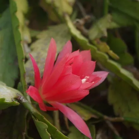 Zia Lina Hotel Dongo