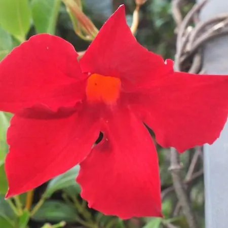 Zia Lina דונגו
