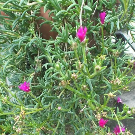 Zia Lina דונגו