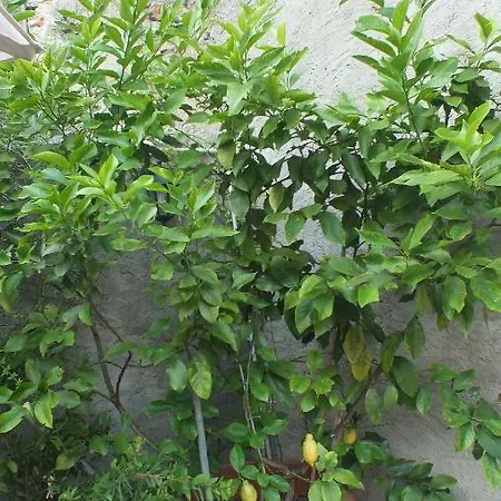 Zia Lina فندق مبيت وإفطار دونغو